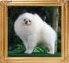 Geruld_Canton_of_Chiao_Li_Yk_2yrs_5.5lbs_framed.jpg