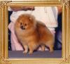 Glen_Iris_Charlemagne_Ch_5879.jpg