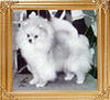 Great_Elms_Frosty_Morn_Can_Ch_47917.jpg