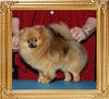 Janesas_Jump_For_Joy_10291.jpg
