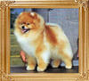 Jolvins_Legacy_of_Ginger_Am_Can_Ch_35964.jpg