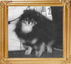 Lennis_Tar_Baby_Of_Great_Elms_Am_Ch_5880.jpg