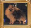 Lizzie_of_Yeong_An_Pomeranian_1.jpg