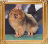 Mountain_Crest_Superstar_of_Canton_48037.jpg