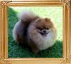Mythical_Urban_Legend_47825.jpg