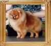 Pomstyle_Sweet_Dream_Ch_47842.jpg