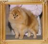 Razzle_Dazzle_Songbird_Ch_42756.jpg