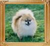 Scarlet_Beautys_Oprahrose.jpg
