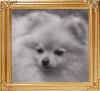 Showboat_Im_Snowbodys_Fool_42064.jpg