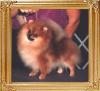 Shy_Acres_Maybe_Coompaw_Did_Ch_39472.jpg
