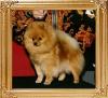 Southlands_Anna_Belle_Lee_Ch_39715.jpg