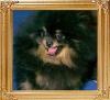 Star__Haven_Step_Up_to_Glory_17153.jpg