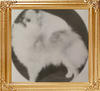Sueacres_Oragina_For_Abbeyleigh_.jpg