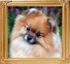 Susitnas_Temper_N_A_Teacup_19060.jpg