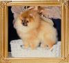 Sweethearts_Nugget_O_Gold_40135.jpg
