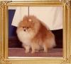Texicans_Giant_Killer_Chula_Ch_40233.jpg