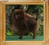 Underwoods_Chocolate_Jewel.jpg
