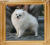 Venus_of_Chiao_Li_Ya_2yr_3mo_6.38lbs_4121.jpg