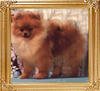 Wee_Hearts_Illusive_Dream_3660.jpg