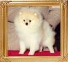 Wee_Hearts_Out_With_A_Bang_Ch_47957.jpg