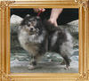 Yingyang_Appaloosa_Jane_9mon_2wk_4.4lbs_9200.jpg
