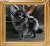 Yingyang_Appalosa_Blue_2.95lbs_2yr_2mo__9280.jpg