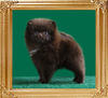 Yingyang_Athena_of_Canton_2mo_1.1_lbs.jpg