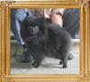 Yingyang_Babauska_3yr_10mo_5.5lbs_2901.jpg