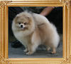 Yingyang_Barley_Balley_5.5lbs_6-6_4890.jpg