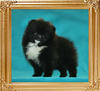 Yingyang_Black_Blazer_2mo_1wk_1.1lbs.jpg