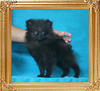 Yingyang_Black_Gabriel_3mo_1.6lbs_P6-6_8959.jpg