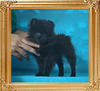 Yingyang_Black_Gigolo_3mo_1.7lbs_P6-4_8263.jpg