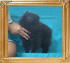 Yingyang_Black_Juan_4.4lbs_3mo_3wk_P6-6_0789.jpg