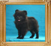 Yingyang_Black_Patchwork_2mo_3wk_2.1lbs_2683.jpg
