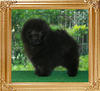 Yingyang_Black_Phantom_10weeks.jpg