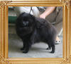Yingyang_Black_Winter_1yr_2mo_4.9lbs__6676.jpg
