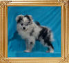 Yingyang_Blue_Dolphin_2lbs_2mo_2wk_47088.jpg