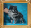 Yingyang_Blue_Gigolo_3mo_2.2lbs_P6-6_8987.jpg