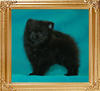 Yingyang_Cali_2mo_3wk_110lbs.jpg