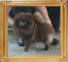 Yingyang_Candice_Candy_3.85lbs_10mo_8009.jpg