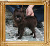 Yingyang_Cappocina_4mo_2.4lbs_5120.jpg
