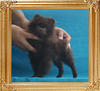 Yingyang_Chocolate_Chili___2.64lbs_3mo_3wk_P6-6_6504.jpg