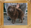 Yingyang_Chocolate_Dream_10yr_8mo_715lbs_1528.jpg