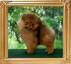 Yingyang_Chocolate_Mirage_11weeks.jpg