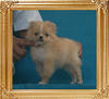 Yingyang_Cream_Pepperine_1.5lbs_2mo_3wk_P6-6_3669.jpg