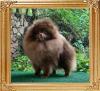 Yingyang_Donalds_Dream_3yrs_8mos_1934.jpg
