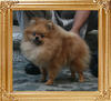 Yingyang_Keeping_It_Up_1yr_3mo_4.84lbs_5314.jpg