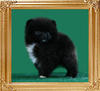 Yingyang_Lord_King_William_2mo_1.3_lbs.jpg