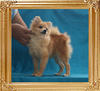 Yingyang_Mercedes_White_4.6lbs_at_5mo_P6-6_6091.jpg