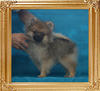 Yingyang_Minerva_Bali_2.42lbs_3mo_3wk_P6-6_1359.jpg